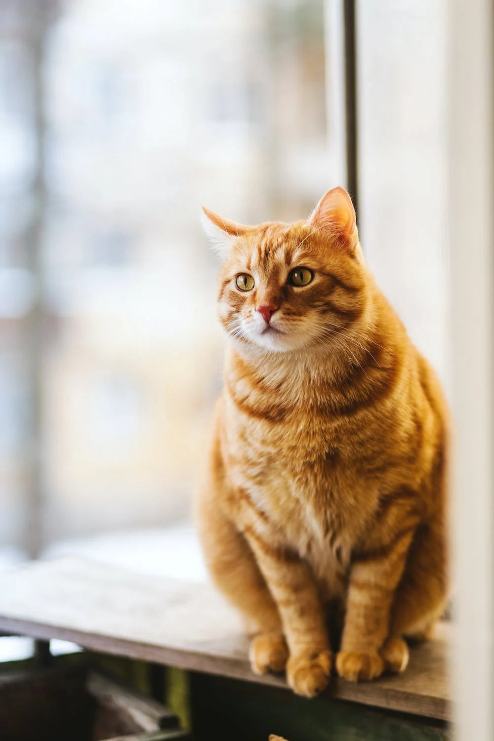 Common human foods that are toxic to cats