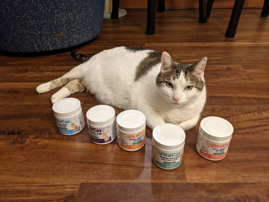 What makes VitaCat passionate about creating the best nutritional cat chews?