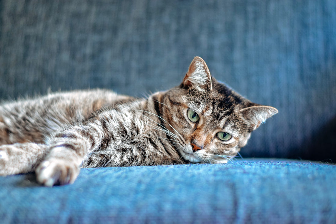 Here’s why it’s time to start looking at your cat’s joint health.