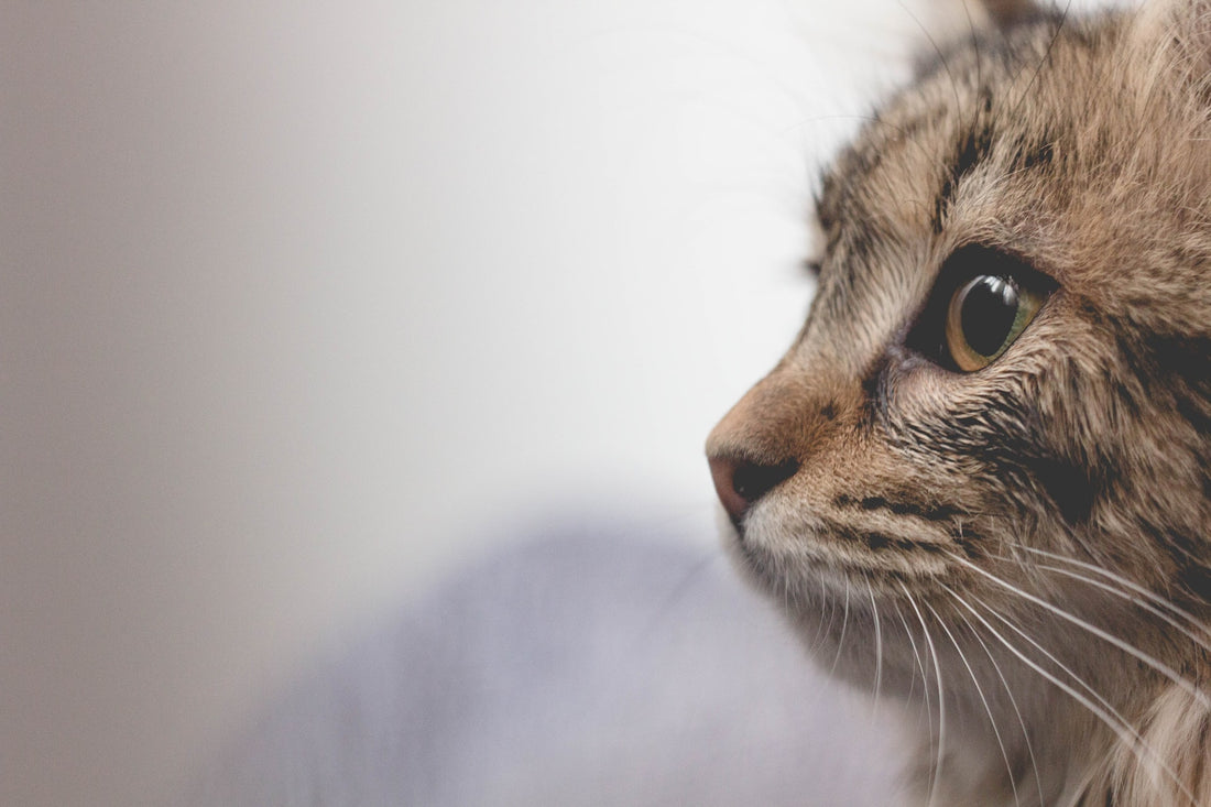 5 Ways You Can Improve Your Cat’s Health