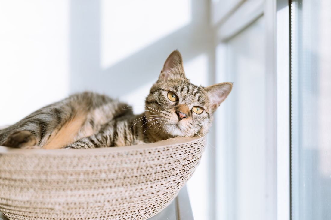 Is your cat bored? How to tell and how to keep them entertained.