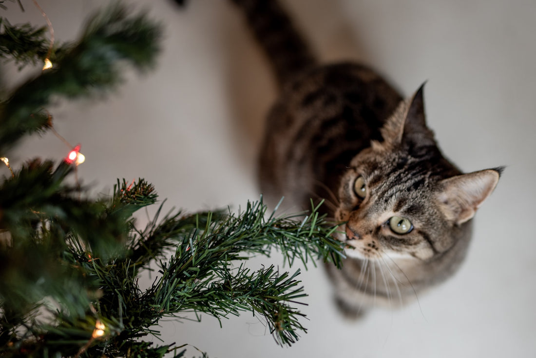 Our favorite Christmas gifts for cats and their paw-rents.
