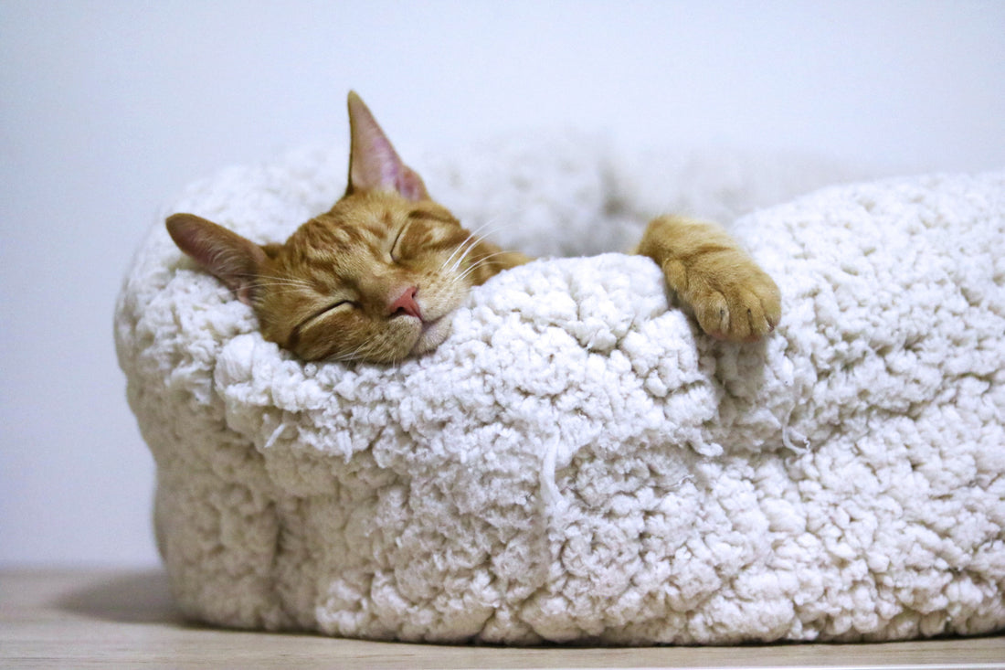 Here's why your cat sleeps all day